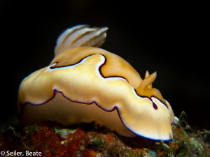 Chromodoris by Beate Seiler 